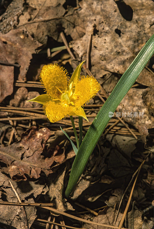 黄星郁金香，Calochortus monophyllus，松树林，加利福尼亚州。